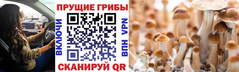 Псилоцибиновые грибы Cubensis  ОМГ ОМГ маркетплейс  Чкаловск  что такое  